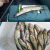1PCS 3D Eyes Fishing Lure Minnow