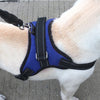 Adjustable Dog Harness - 6 Colors